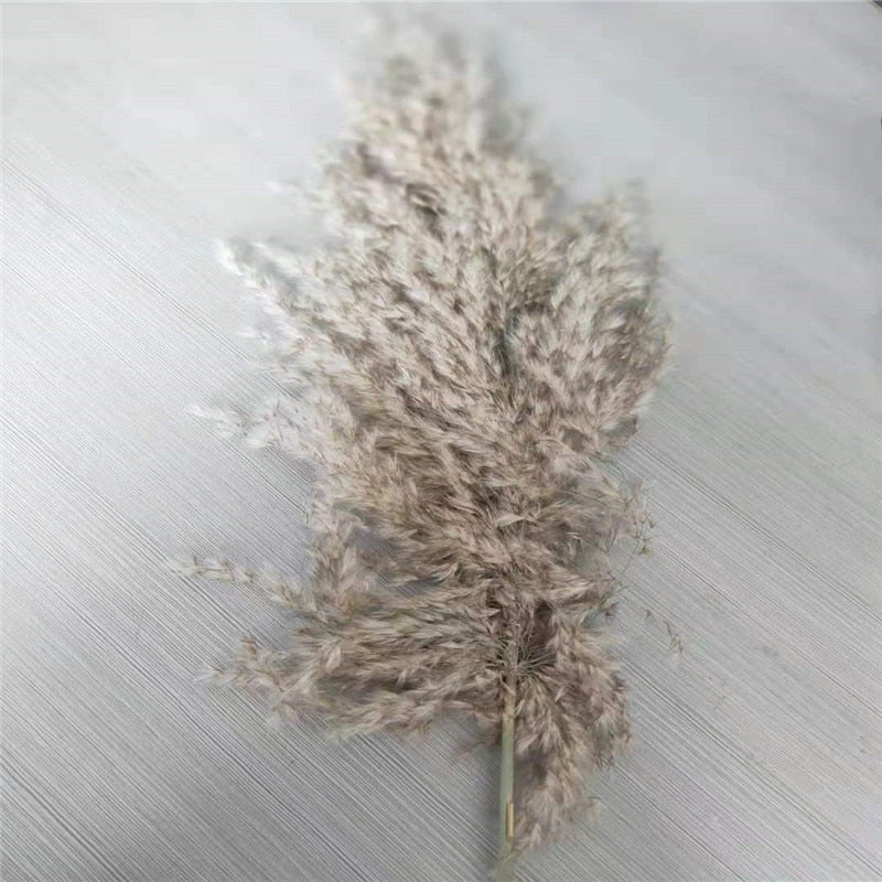 pampas grass decor plants home wedding decor dried flowers bunch feather flowers natural phragmites tall 20-22‘’ plastic vase