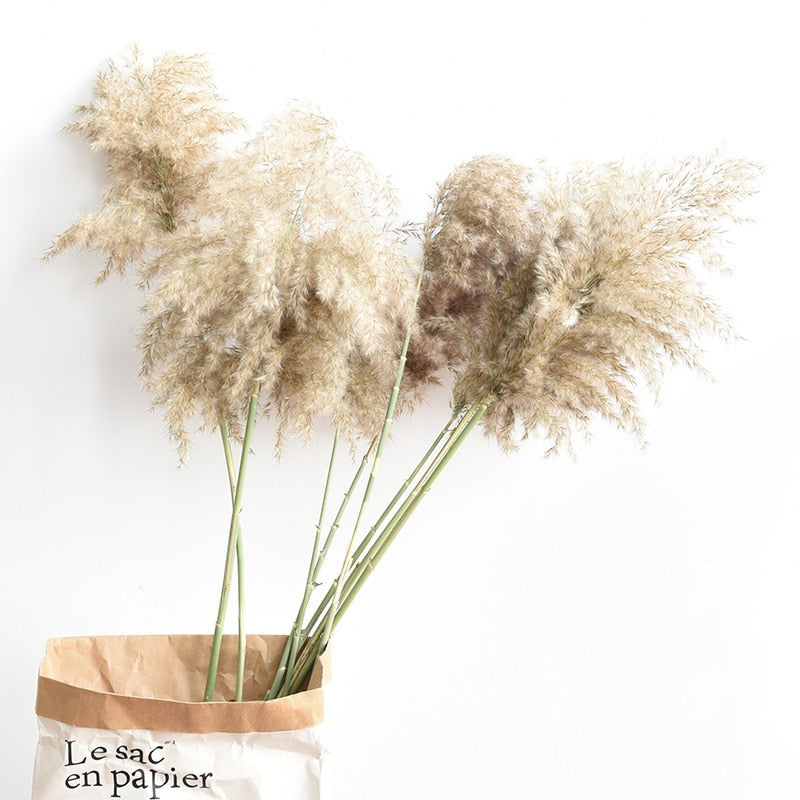 pampas grass decor plants home wedding decor dried flowers bunch feather flowers natural phragmites tall 20-22‘’ plastic vase