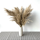 pampas grass decor plants home wedding decor dried flowers bunch feather flowers natural phragmites tall 20-22‘’ plastic vase