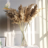 pampas grass decor plants home wedding decor dried flowers bunch feather flowers natural phragmites tall 20-22‘’ plastic vase