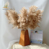 pampas grass decor plants home wedding decor dried flowers bunch feather flowers natural phragmites tall 20-22‘’ plastic vase