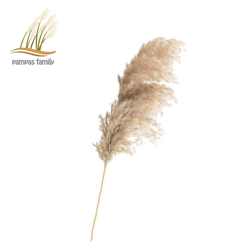 pampas grass decor plants home wedding decor dried flowers bunch feather flowers natural phragmites tall 20-22‘’ plastic vase