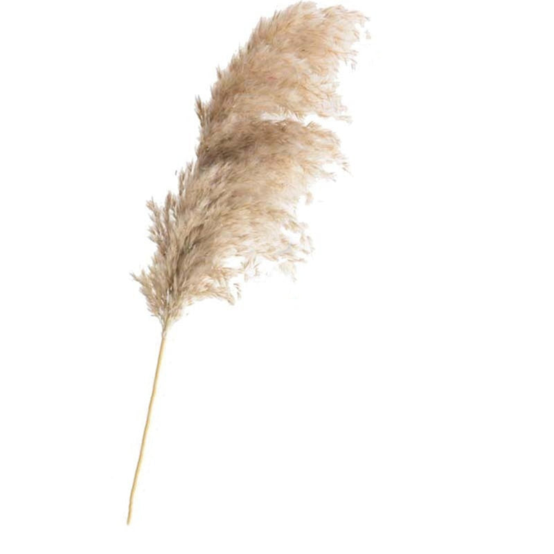 pampas grass decor plants home wedding decor dried flowers bunch feather flowers natural phragmites tall 20-22‘’ plastic vase